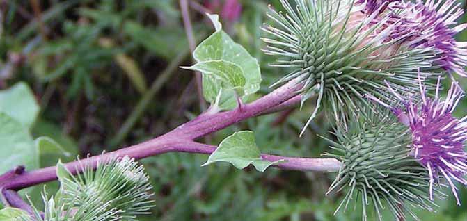 MJEKSI ISLAME Arctium Lappa (Rrodhe e madhe) 96 Arctium Lappa (Rrodhe e madhe) Permbajtja: flavonoide, glikoside, tanine, vajra esenciale resine, inuline, alkanoide, Vitaminë A, B2.