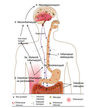 ALAGÖZ Journal of BSHR 121 2017;1(Special Issue):115-122 188 in vivo and in vitro study are complementary and each of them has their role or ability in assessing natural product on male fertility.