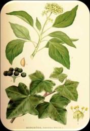quinquefolium: Amerikan ginsengi Ginseng radix (PhE) Saponozit taşır,