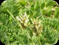 Astragalus sp.