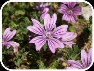 uykusuzluklarda, korku, endişe durumlarında şurubu kullanılır Malvaceae Familyası (Ebegümecigiller) Çiçekler aktinomorf, hermafrodit, çoğunlukla yaprakların