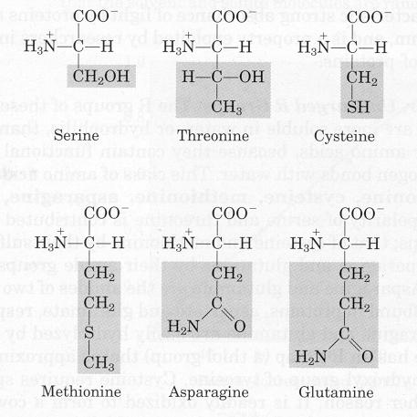 Polar, fakat yüksüz R gruplu amino asitler Polar yüksüz aminoasitler, nötral p'da yüksüzdürler. Bu gruptaki amino asitlerin yan zincirleri zayıf asit ve bazlardır.