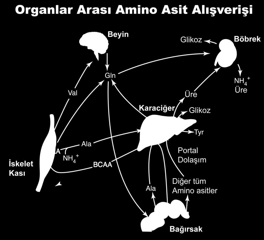 Kaynak: Engelking, 2014 Bağırsaklarda amino asit emilimini takiben, aromatik amino asitlerin çoğu karaciğer tarafından alınırken, BCAA lar sistemik dolaşıma