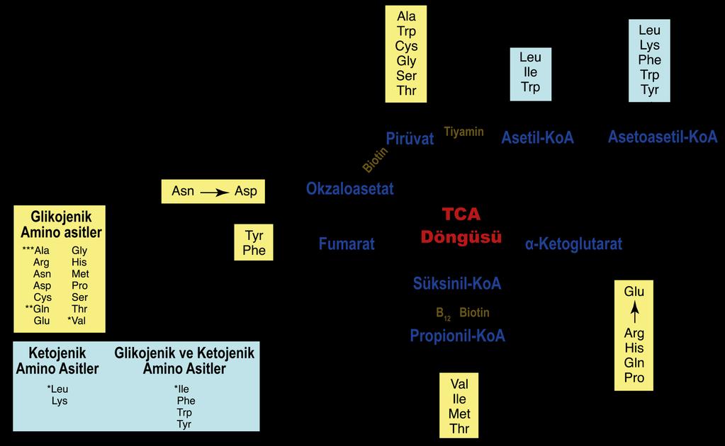 Ketojenik amino asitler Asetil-KoA veya Asetoasetil- KoA üzerinden hepatik mitokondrial metabolik sürece katılırlar.