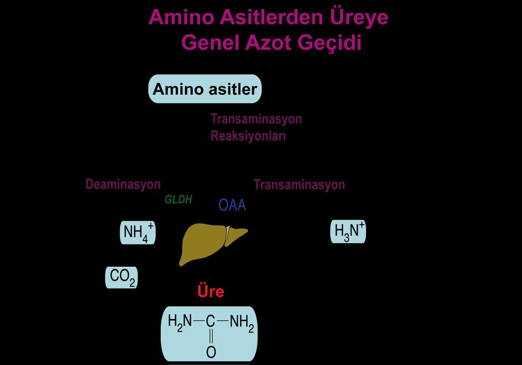 Kaynak: Engelking, 2014 Periportal hepatositlerde gerçekleşen Transaminasyon ve Deaminasyon reaksiyonları Azotun (N), amino