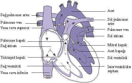 13 (mitral kapak) bulunur. Atriyoventriküler kapaklar dışında ayrıca semilunar kapaklar vardır, bunlar aort ve pulmoner trunkusun çıkış noktasındadır.