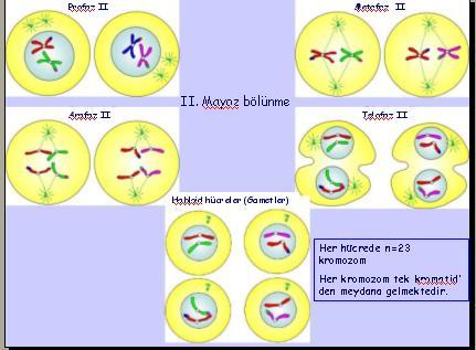 Profaz II Metafaz II Anafaz II II.