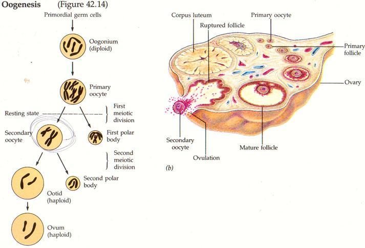 oogenezis Primordial germ hücresi Corpus luteum Follikül çatlaması Primer oosit Oogonium (diploid) Primer follikül Primer oosit I.