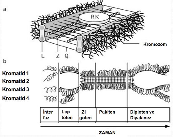 Mayoz un önemli olayı Kross-over dur. Zigoten -------Sinapsis Sinapsis yapmış kromozom çiftleri ------Bivalent olarak isimlenir.