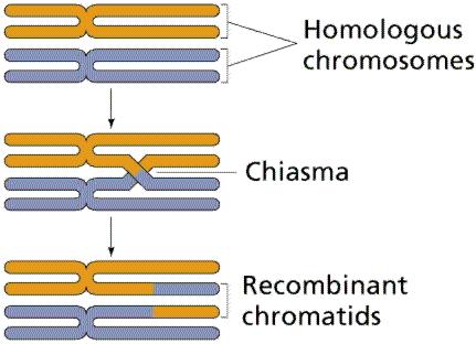 Homolog kromozomlar A B C D E F G A B C D E F G a b c d e f g a b c d e f g