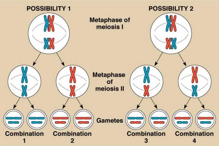 Kromozomlar tamamen rastlantısal olarak yavru hücrelere dağılır I. İhtimal II. İhtimal I. Mayoz / Metafaz II.