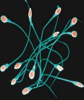 Testislerde görülür Spermatogenezis İki bölünme sonucunda 4 spermatid meydana