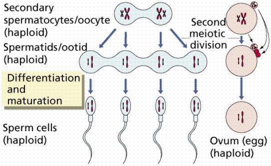 Germ hücresi (diploid) Spermatogonyum/ Oogonyum (diploid) Primer