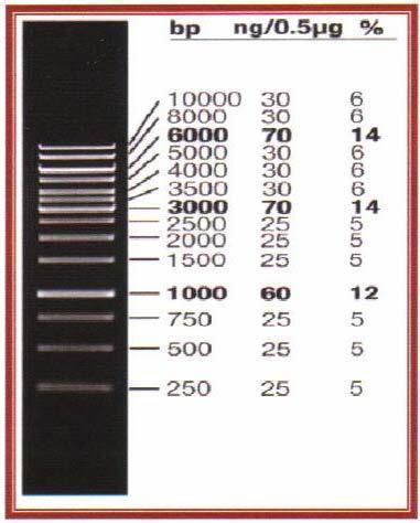 Şekil 3.1 Kb Standart DNA Bant Büyüklükleri (Nei ve Li, 1979) 1684 bp Şekil 4.