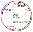 Agropine, mannopin, mikimopin veya cucumopin Ri plazmidinin T-DNA bölgesi bakteri ırkına göre değişebilen iki bölgeden ibarettir (TL ve