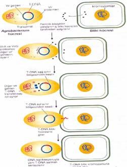 Agrobacterium un bitki hücrelerine tutunması ve koloni oluşturması 2. Virülens genlerin uyarılması 3.