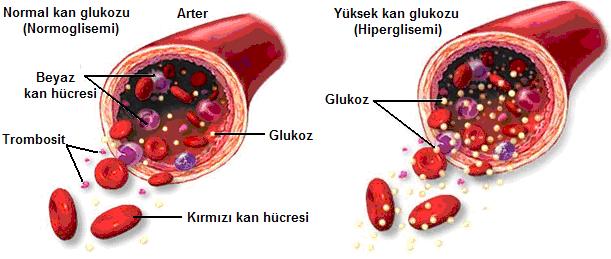 2 2. HİPERGLİSEMİ NEDİR? Hiperglisemi, kanda glukoz seviyesinin yükselmesiyle ifade edilen bir terimdir (Şekil 1).