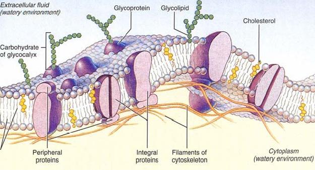 Hücre Zarı Lipit, protein ve korbanohidratlardan meydana gelmiştir. Çift lipid tabakasından oluşmuştur (her biri 45 A ). Seçici geçirgen özellikte özel bir yapısı vardır.