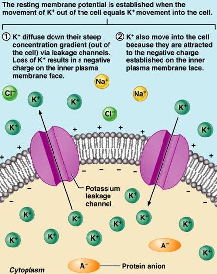 Difüzyonun Oluşturduğu Zar Potansiyeli: Hücre içi ile hücre dışı arasında K+ geçişi eşit olduğu zaman İMP meydana gelir Sızntı K+ kanalları vasıtasıyla K+
