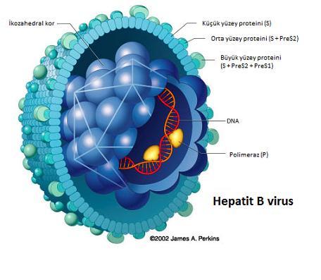 ekil 2.1. HBV viriyonun ematik yap (7) HBV nin dört major geni mevcuttur ( ekil-2.2): 1. S geni: Pre-S1, Pre-S2 ve S bölgelerinden olu up virus yüzey veya zarf antijenini (HBsAg) kodlayan gendir.