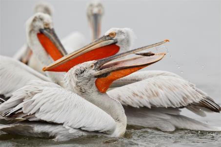 ÖKA Bulgaristan da tanımlama kriteri Bulgaristan Biyolojik Çeşitlilik Kanunu gereğince, Natura 2000 e öncelikli olarak dahil olacak alanlar şunlardır: ulusal