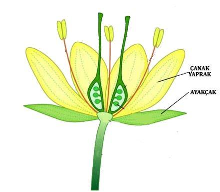 ġekil 5.2. Zambak çiçeği ve yapraklarının yapısı. Yukarıda bahsedilen üç kümeleme doğruluk indeksinin zambak çiçeği verileri üzerinde kümeleme performansları değerlendirilecektir.