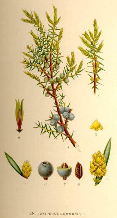 Juniperus communis- adi ardıc həmişəyaşıl ağac və ya kol bitkisidir.