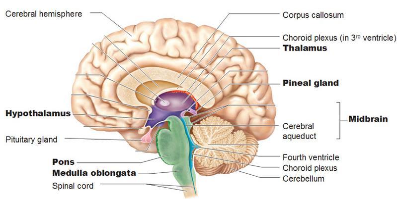kapanmasıyla beynin gelişeceği 3 ilkel beyin