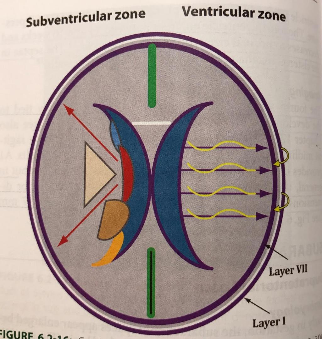 Serebral vezikül başta primitif germinal matrix (ventriküler zon) denilen tek tabaka nöroepitelyal hc içerir. 5hf da hücresel proliferasyon ve migrasyonla önbeyin 2 tabaka hc den oluşur.