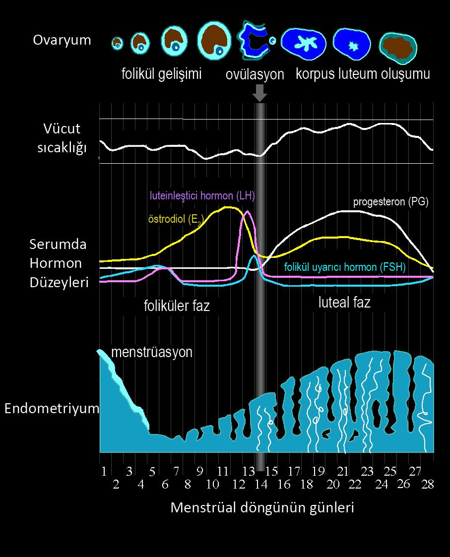 Ovülasyon