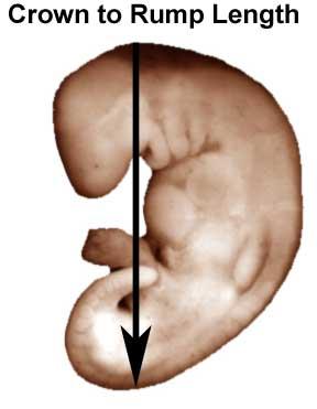 Doğum Öncesi Yaşam (Prenatal Dönem) [266 ± 10 gün (döllenmeden sonra)] Pre-embriyon dönemi Embriyon dönemi Fetus dönemi Haftalar 0-3 4-8 9-38 Ağırlık 1.