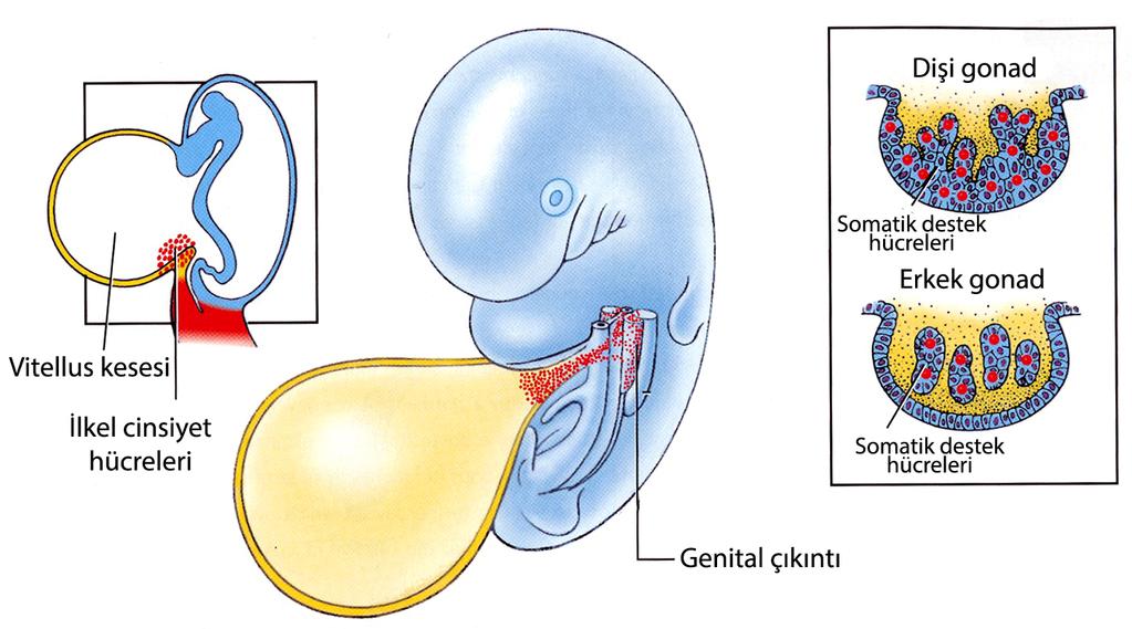 İlkel Cinsiyet Hücreleri (İCH) (Primordiyal Germ Hücreleri, PGH) Kadında ve erkekte gametleri oluşturmak üzere, Gelişimin 2.