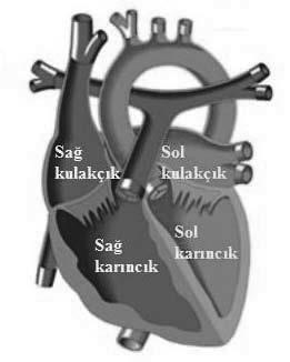 Kalbin Bölümleri a. Sağ kulakçık (atrium dexter) b. Sol kulakçık (atrium sinister) c.