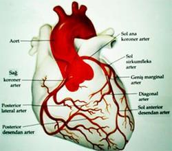 Kalp de tıpkı diğer organlarda olduğu gibi hücrelerden oluşur ve oksijenlenmesi yani beslenmesi gerekir.