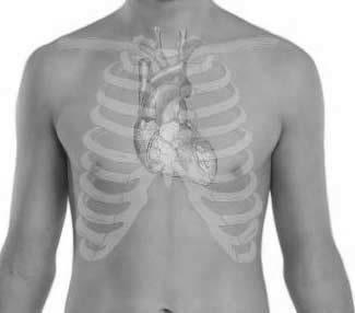 Kalp, göğüs boşluğunda iki akciğer arasında ve sternum olarak adlandırılan göğüs kafesi kemiğinin arkasında ve