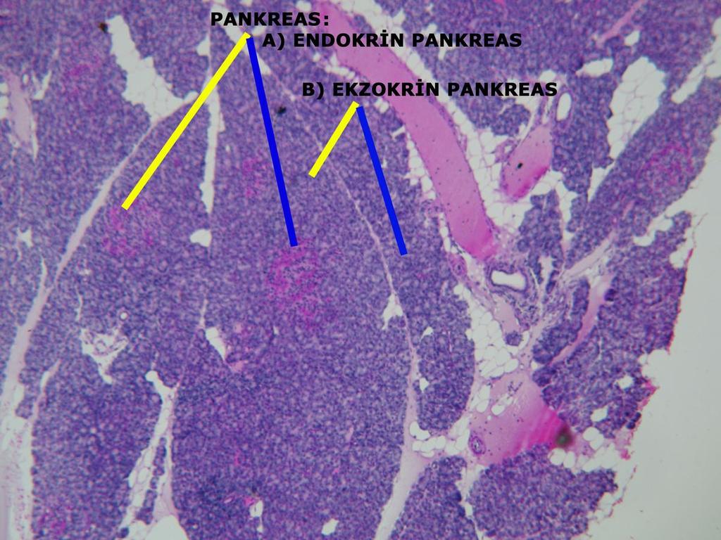 EKZOKRİN BÖLÜMÜ: Pankreasın ekzokrin