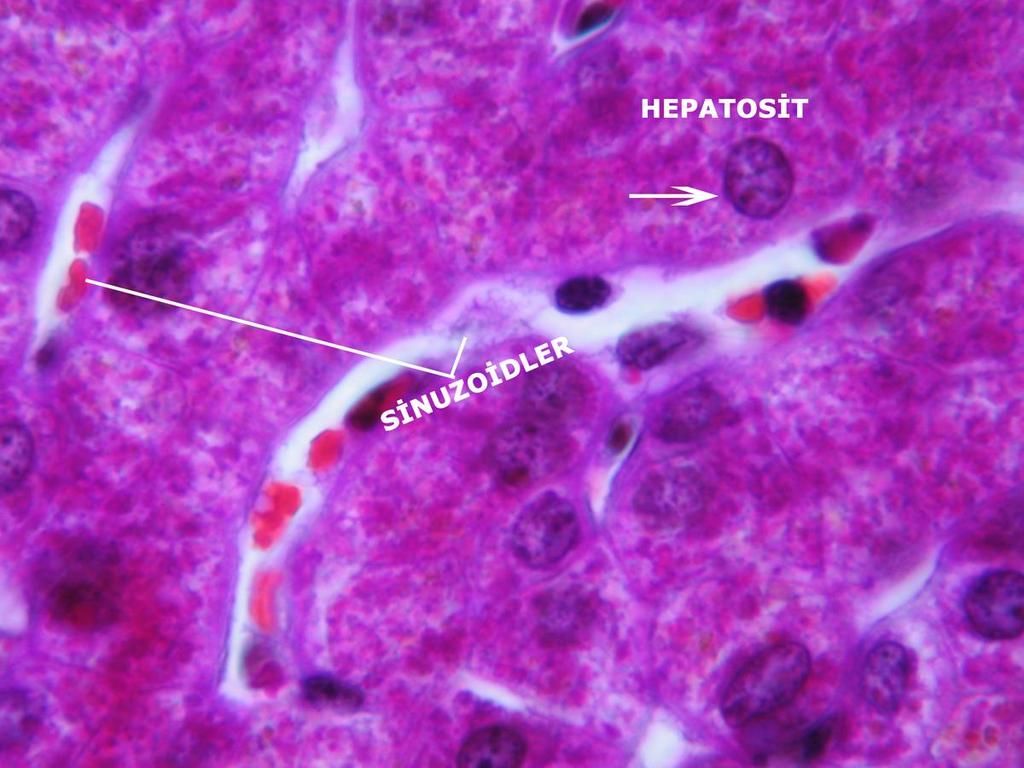 Buradaki sinuzoidlerin duvarında tipik bir bazal membran yoktur ve endotel