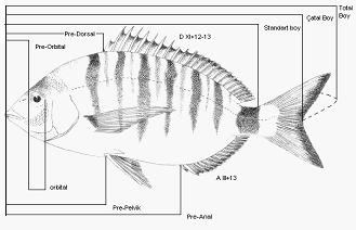 5 Şekil 2.2. Sivriburun karagöz (Diplodus puntazzo) balığının morfometrik tanımlamaları ve yüzgeç formülleri. Linae lateral kavisli ve tamdır.