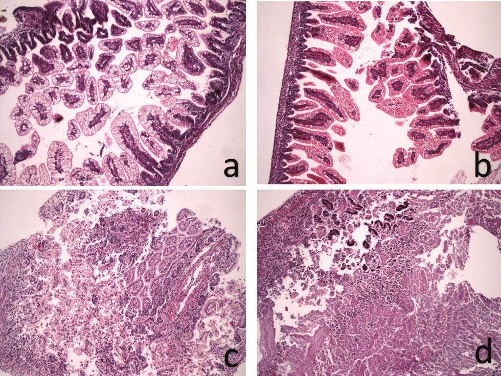 Ş. Emre ve ark., Deneysel nekrotizan enterokolit modelinde intraabdominal karbondioksit ensüflasyonunun bağırsak üzerine etkisi edilen süpernatant %40 (w/v) 2nitrobenzoik asit ile reaksiyona sokuldu.