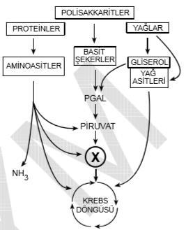 Glikoliz: Bütün hücresel solunum tepkimeleri glikoliz ile başlar. Glikoliz, glukozun hücrenin sitoplazmasında enzimlerle molekül piruvata (pirüvik aside) yıkıldığı evredir.