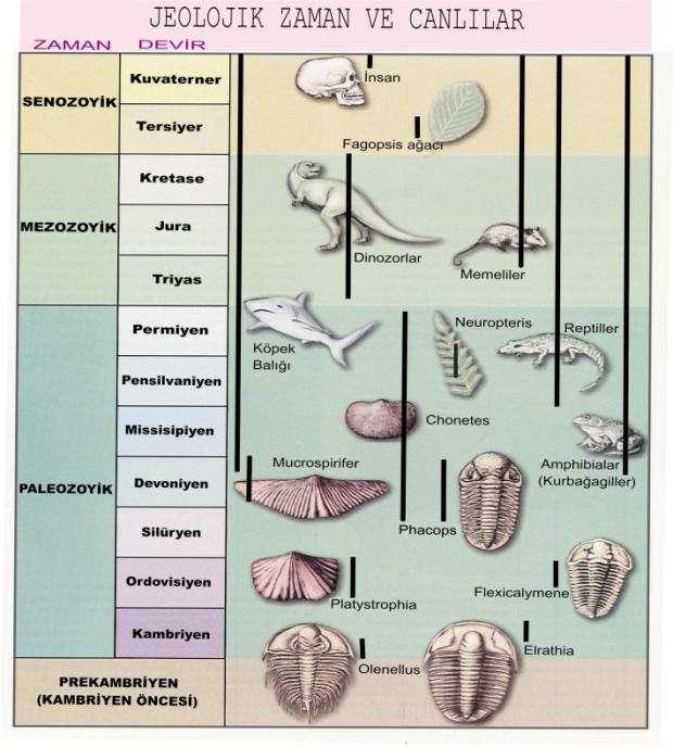 Karakteristik Fosil Kavramı Bir dönemde ortaya