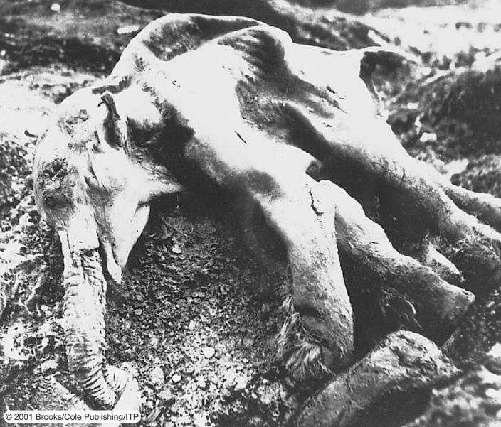 Bozulmamış organizma 40,000-yıl yaşında donmuş bebek mammut 1971 yılında Sibirya da 1.