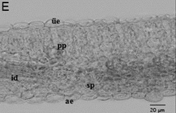 kesitleri p: periderma, kp: