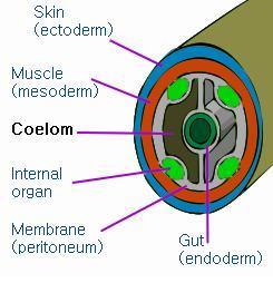 Coelom Mesoderm in içerisindeki içi sıvı dolu boşluk.