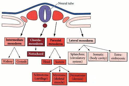 Ürogenital kabarıklık (intermediyet mezoderm) Nefrojenik