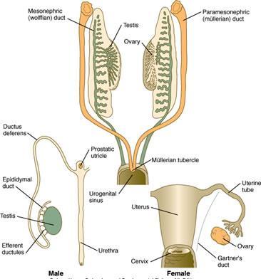 İki çift genital kanal Her iki cins embriyo da, iki çift genital kanala sahiptir.