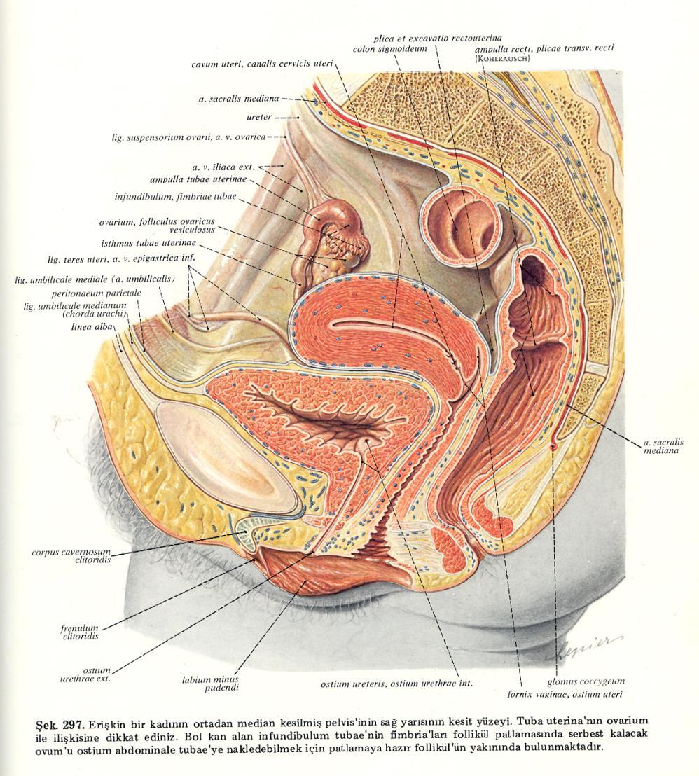 Dişi fetus ta paramezonefroik kanal (Müller kanalı ndan)