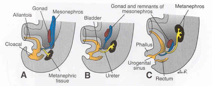 Ürogenital sinüsün üst bölümünden: mesane ve urethra Ürogenital