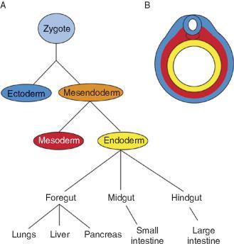 EKTODERM EPIDERMIS [saç ve tırnaklar dahil] SİNİR SİSTEMİ ADRENAL MEDULLA MEZODERM KEMİK BAĞ DOKUSU KAS KARDİYOVASKÜLER SİSTEM LENFATİKLER