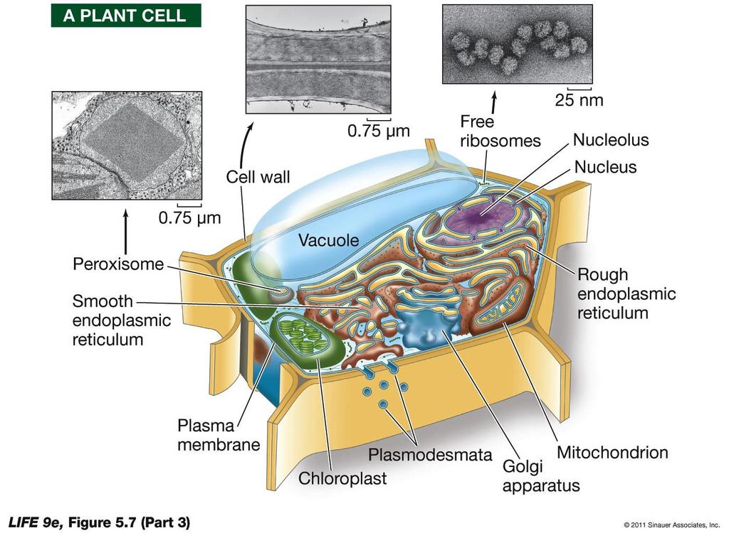 Figure 5.